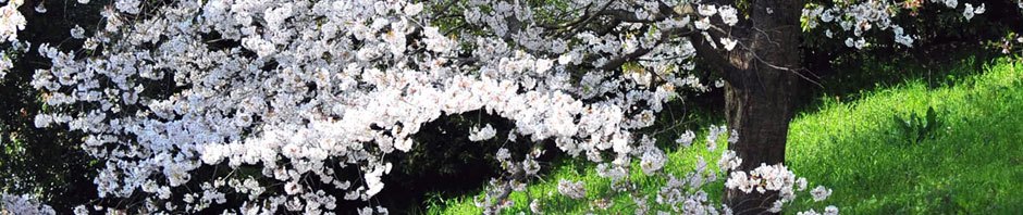 花好き爺さんのつれづれ日記